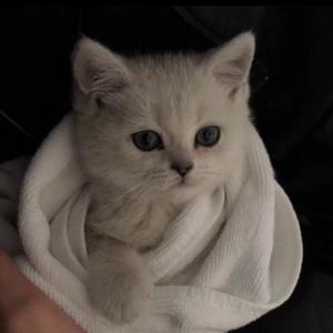 卓仕琳脱了内裤求被c视频
